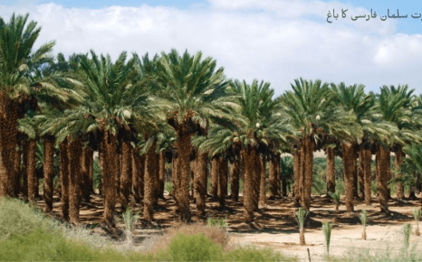 The Garden of Hazrat Salman Farsi (RA)